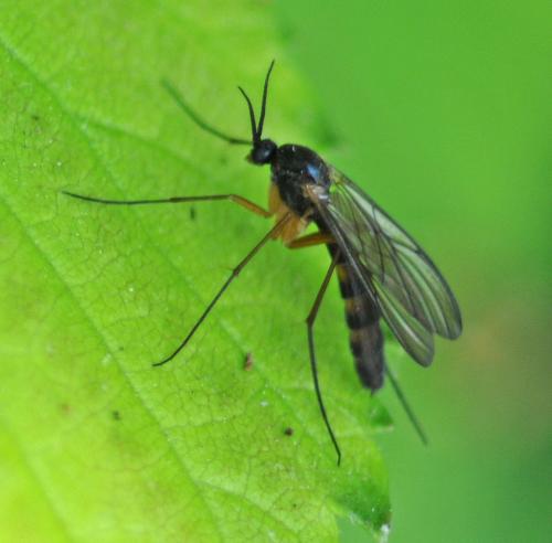 Réf. 324 044 : Platyura marginata